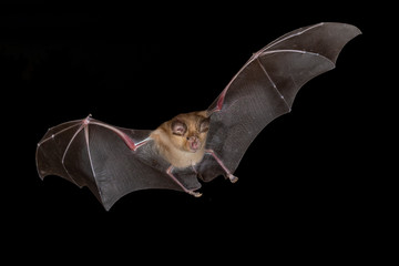 Greater horseshoe bat