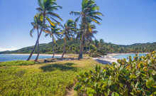 Caribbean Mayreau Island One Of The Grenadines Tropical Beach With Palm Trees And Turquoise Ocean Water