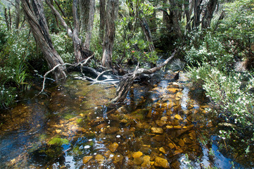 Cradle Mountain Australia, river bed and water colored by tannin from tree leaves