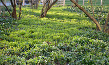 Undergrowth Is Formed In The Park Vinca Minor Which Has Just Overgrown With New Green Leaves Can Withstand The Shadow And Form Dense Carpets On The Ground