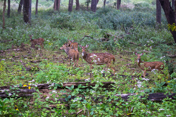 deer in autumn forest