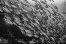 Black White Fish Group / Underwater Nature Poster Design