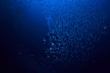 scad jamb under water / sea ecosystem, large school of fish on a blue background, abstract fish alive