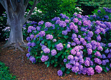 The Gardens Of A County House In Summer With An Impressive And Colourful Display Of Colourful Hydrangeas