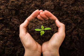 young woman hands holding green, small tomato plant with ground. early spring preparations for garde