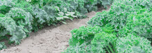 Panoramic View Row Of Green Curly Kale Growing On Hill At Farm In Washington, America