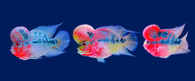 Beautiful Fish Flowerhorn Cichlid Isolated Red Pearl Big Hump Head Pet Animal Hobbyist On Blue Aquarium Water Background