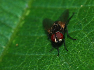 Small fly insects in macro photography on background