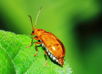 Wall Mural - red black striped fluffy beetle sits on leaf