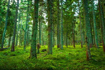 Sticker - Sunlight in the green forest