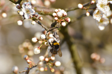 Wall Mural - Bumblebee pollinating white flowers of peach tree in spring orchard. Bumblebee on peach in full blossom, natural spring background