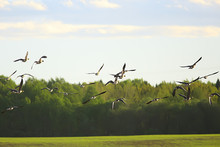 Geese Spring Migratory Birds In The Field, Spring Landscape Background