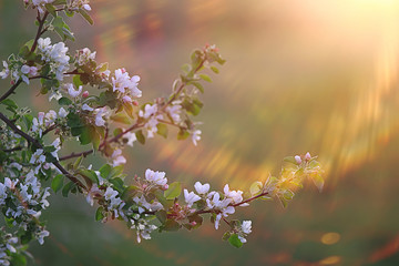 abstract apple tree flowers background, spring blurred background, branches with bloom