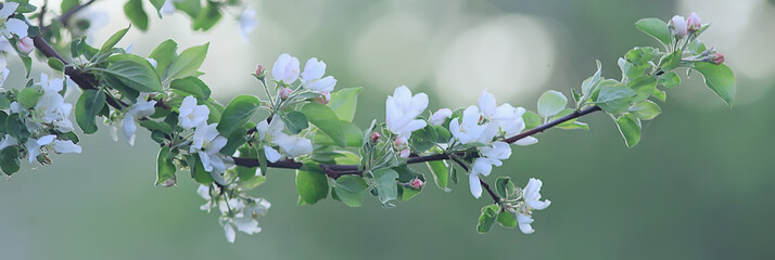 abstract apple tree flowers background, spring blurred background, branches with bloom