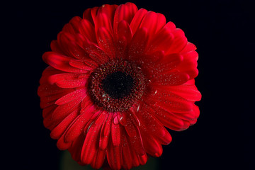 red gerbera flower / red beautiful summer flower, aroma smell concept