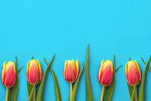 Five Red And Yellow Tulips On A Blue Background Copy The Space. Flowers And Place For Text