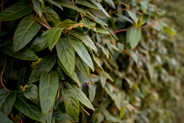 Wall Mural - Green leaves wall background. Nature or ecology concept