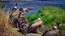 Committee Of African White-backed Vulture (Gyps Africanus) Or Old World Vulture Resting Near River / Blurred Blue And Green Background