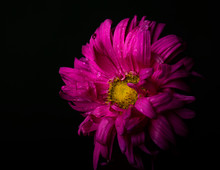 Pink Flower Isolated On Black Background
