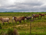 Fototapeta Konie - caballos caminando