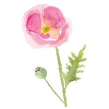Watercolor Hand Drawn Wild Meadow Pink Poppy Flower. Summer Floral Design Element Isolated On White Background.