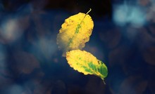 Two Pieces Of Yellow Leaves In The Blue Background
