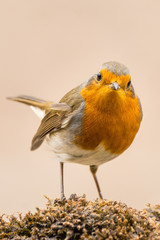 Wall Mural - A european robin (Erithacus rubecula)