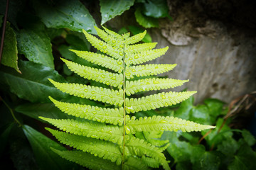 leaf of fern