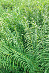 Poster - green fern pattern. background of green fern leaves..