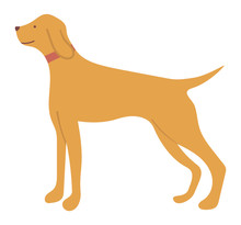 Hunting Dog Pointer Isolated Cartoon Animal In Flat Style. Vector Purebred For Hunt, Pedigree Hound And Retriever Puppy. Gundog In Collar With Beige Hair