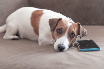 Wall Mural - A small cute dog Jack Russell Terrier lying with a smartphone on a sofa and looking into camera. Dog waiting for a call.