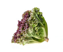 Green And Purple Lettuce Isolated On White Background