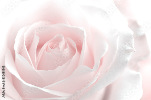 Plakat róże   kremowe-platki-roz-baby-pink-airy-flower-swieze-swiatlo-i-jasna-fotografia-kwiatowa