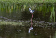 Black-necked Stilts At Lake In Orlando Wetlands In Florida.