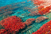 Red Seaweed On The Bottom Of The Sea. Summer Background With Copy Space