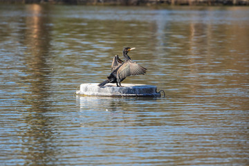 Cormorant spreading its wings to take a sunbath