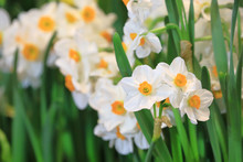 White Narcissus Daffodil In Flower Bed For Early Spring Bulb Cottage Garden With Copy Space