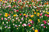 Fototapeta Tulipany - Spring meadow with bright colorful tulip flowers with selective focus. Beautiful nature floral background for card design, web banner and posters