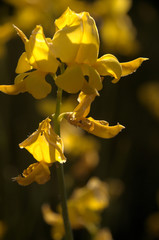 Wall Mural - Cytisus scoparius; yellow flowers of broom in Tuscany