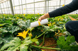 Male farmer applying insects for biological pest control in an organic zucchini crop in a greenhouse in Almería. Integrated pest management technique in the field of crops. Biological.