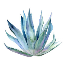 Whole Agave Plant. Blue Leaves. Watercolour Botanical Illustration Isolated On White Background. 