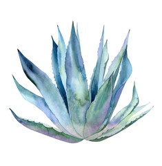 Whole agave plant. Blue leaves. Watercolour botanical illustration isolated on white background. 