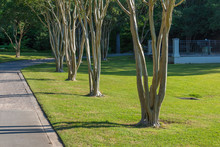 Crepe Myrtle Trees Along A Driveway, Green Grass In Spring, Southern Landscaping, Horizontal Aspect