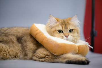 British Shorthair Kitten Cat Isolated