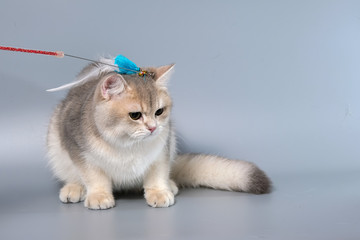 British Shorthair Kitten Cat Isolated