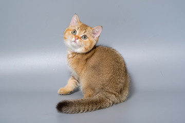 British Shorthair Kitten Cat Isolated