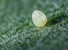 Macro Of A Monarch Butterfly Egg On Milkweed