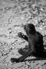 Black faced spider monkey in Yungas, Coroico, Bolivia