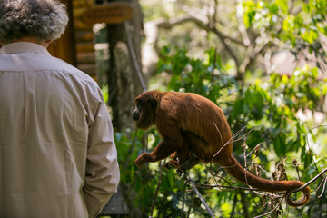 Bolivian red howling monkey in Yungas, Coroico, Bolivia