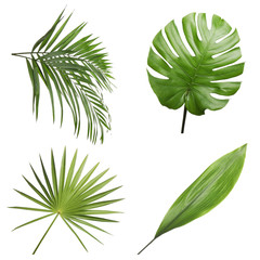 Set of different fresh tropical leaves on white background